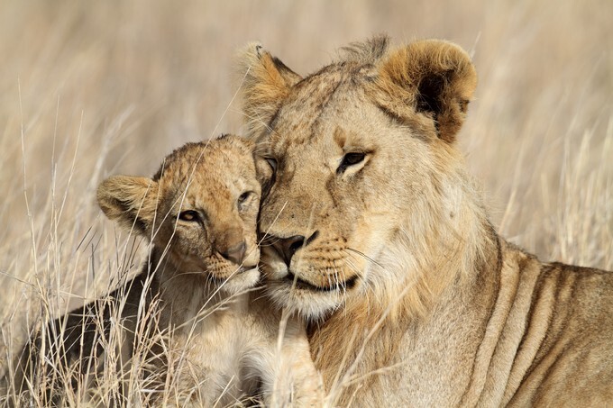 Lion bigbrother babysitting cub, Serengeti, Tanzania